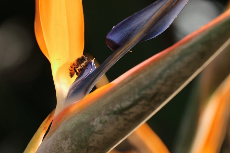 Foto de Strelitzia Reginae - realces blog